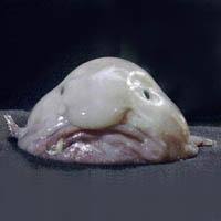 Avatar de Usuario